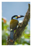 Plate-Billed Mountain-Toucan, Ecuador-Paper Art-18X26
