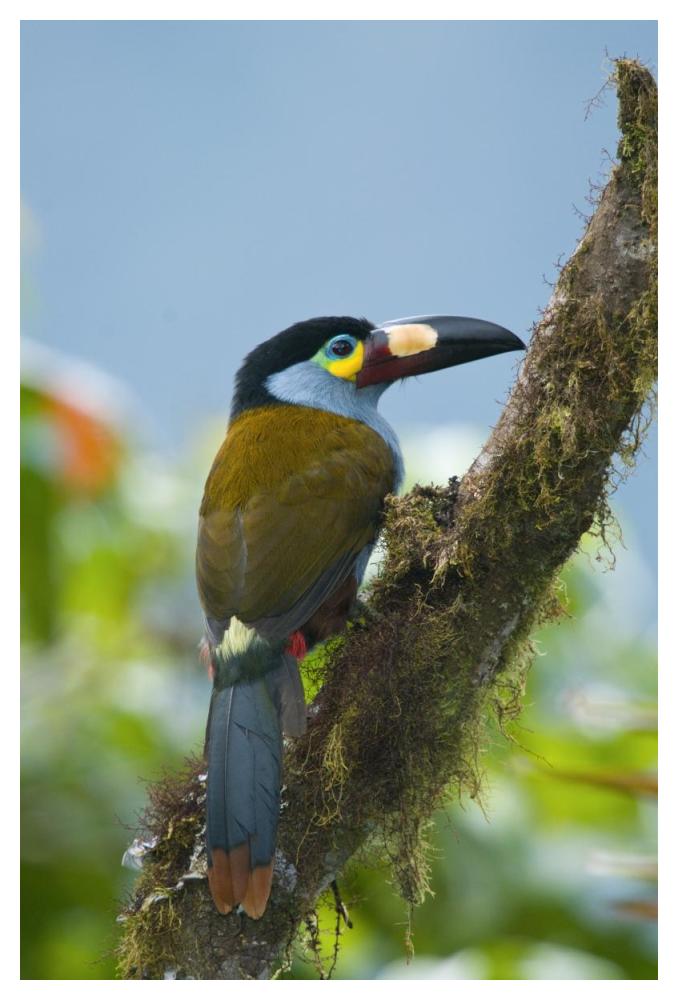 Plate-Billed Mountain-Toucan, Ecuador-Paper Art-34X50