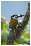 Plate-Billed Mountain-Toucan, Ecuador-Paper Art-34X50