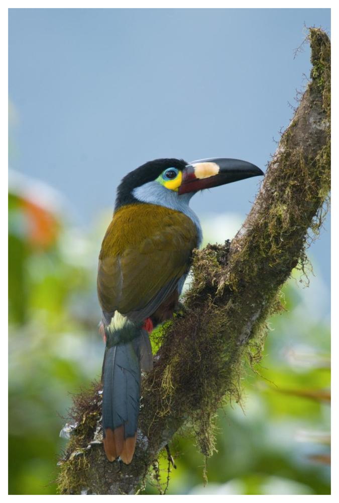 Plate-Billed Mountain-Toucan, Ecuador-Paper Art-42X62