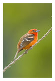 Flame-Colored Tanager Male, Costa Rica-Paper Art-18X26