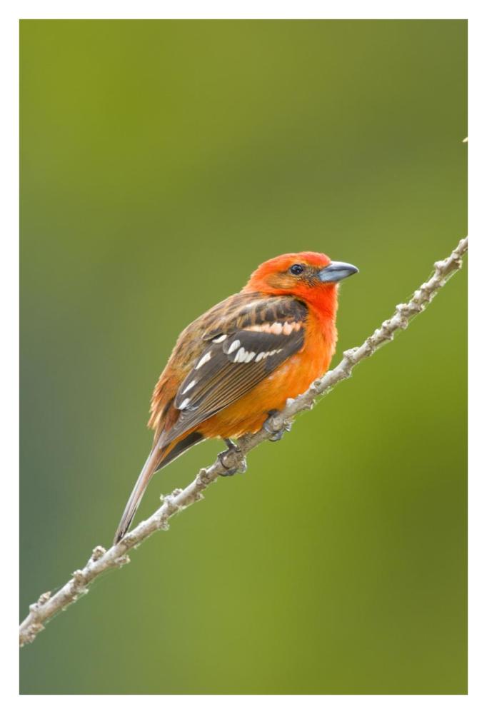 Flame-Colored Tanager Male, Costa Rica-Paper Art-26X38