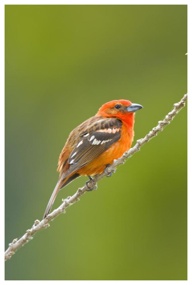 Flame-Colored Tanager Male, Costa Rica-Paper Art-42X62