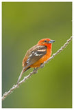 Flame-Colored Tanager Male, Costa Rica-Paper Art-42X62