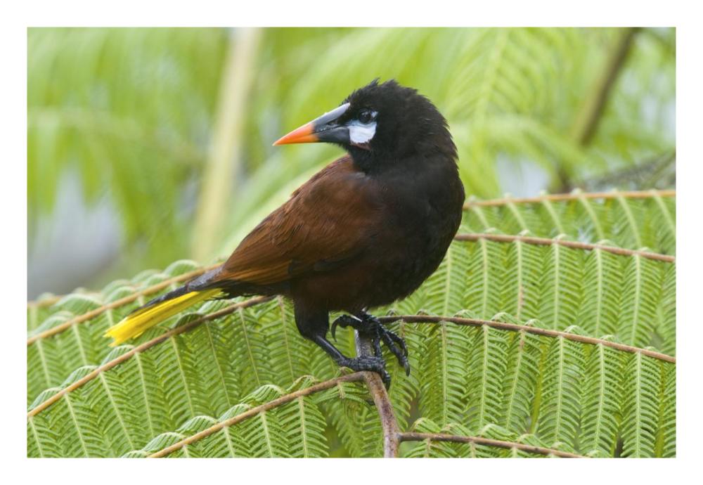 Chestnut-Headed Oropendola, Costa Rica-Paper Art-26X18