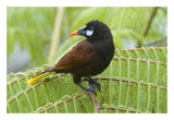 Chestnut-Headed Oropendola, Costa Rica-Paper Art-26X18