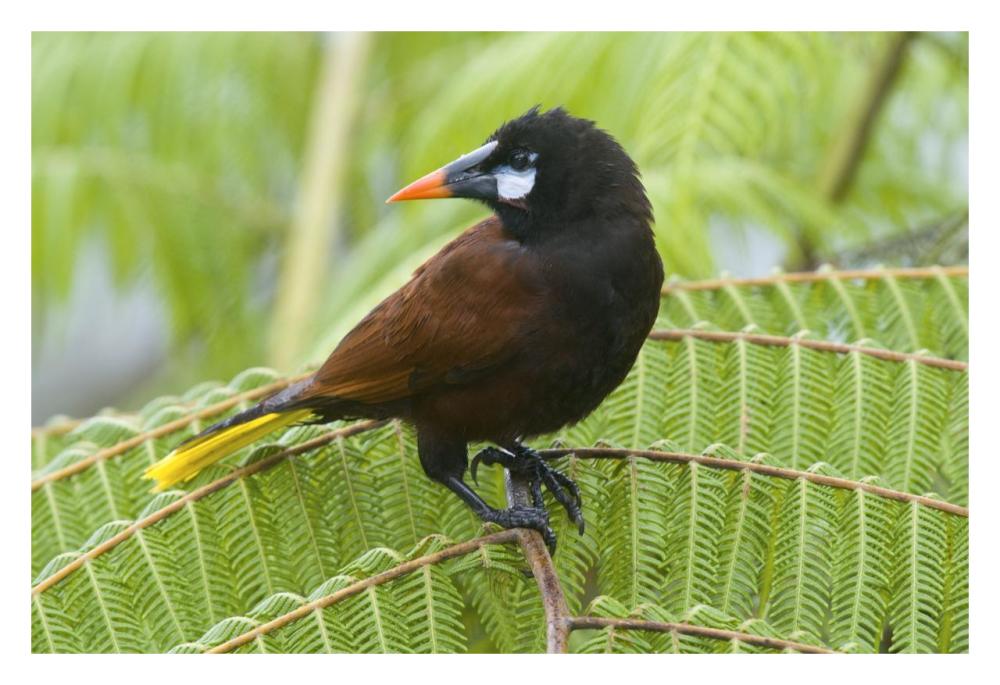 Chestnut-Headed Oropendola, Costa Rica-Paper Art-32X22