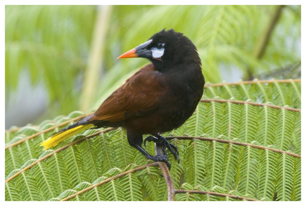 Chestnut-Headed Oropendola, Costa Rica-Paper Art-62X42