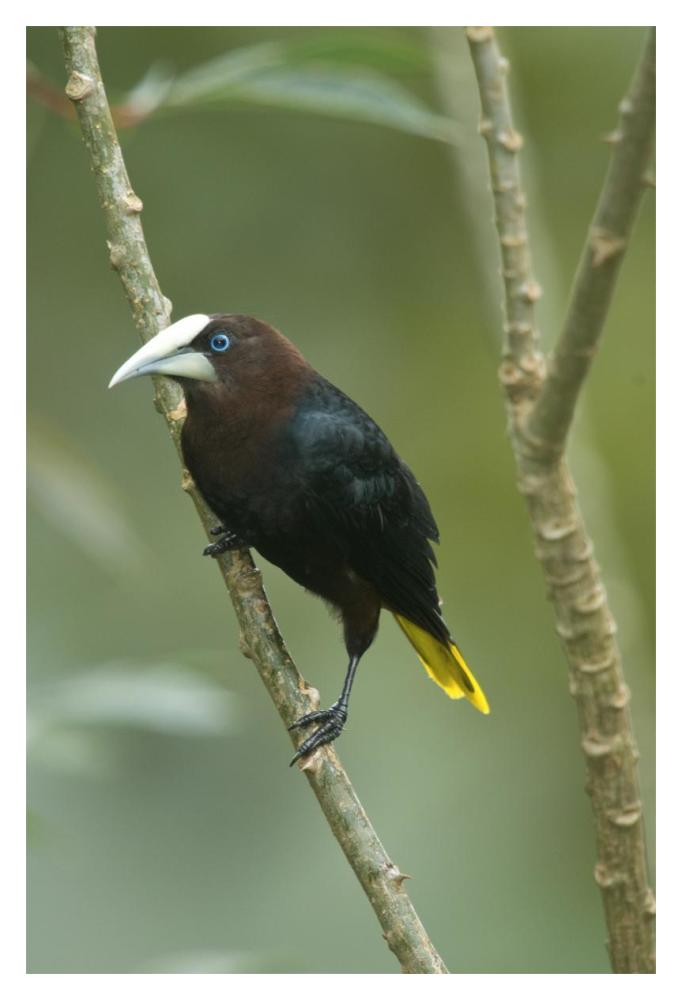Chestnut-Headed Oropendola, Costa Rica-Paper Art-14X20