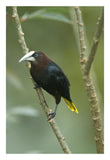 Chestnut-Headed Oropendola, Costa Rica-Paper Art-18X26