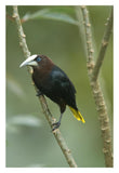 Chestnut-Headed Oropendola, Costa Rica-Paper Art-22X32