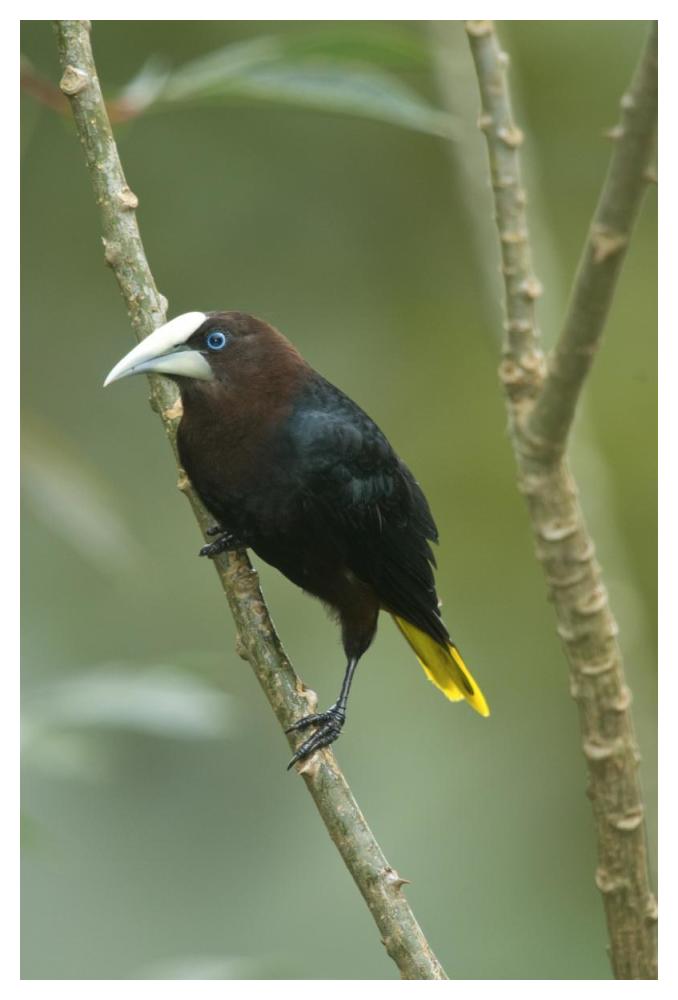 Chestnut-Headed Oropendola, Costa Rica-Paper Art-34X50