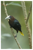 Chestnut-Headed Oropendola, Costa Rica-Paper Art-34X50