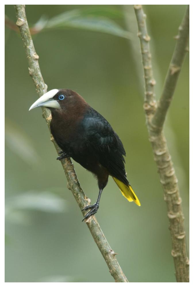 Chestnut-Headed Oropendola, Costa Rica-Paper Art-42X62
