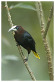 Chestnut-Headed Oropendola, Costa Rica-Paper Art-42X62