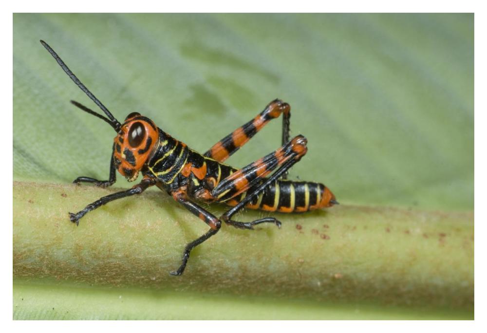 Lubber Grasshopper Juvenile, Costa Rica-Paper Art-20X14