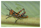Lubber Grasshopper Juvenile, Costa Rica-Paper Art-20X14