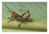 Lubber Grasshopper Juvenile, Costa Rica-Paper Art-26X18