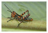 Lubber Grasshopper Juvenile, Costa Rica-Paper Art-32X22