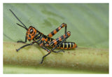 Lubber Grasshopper Juvenile, Costa Rica-Paper Art-38X26