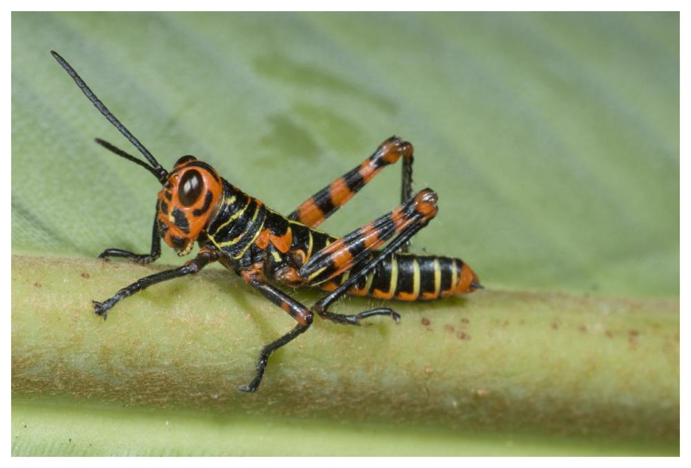 Lubber Grasshopper Juvenile, Costa Rica-Paper Art-62X42