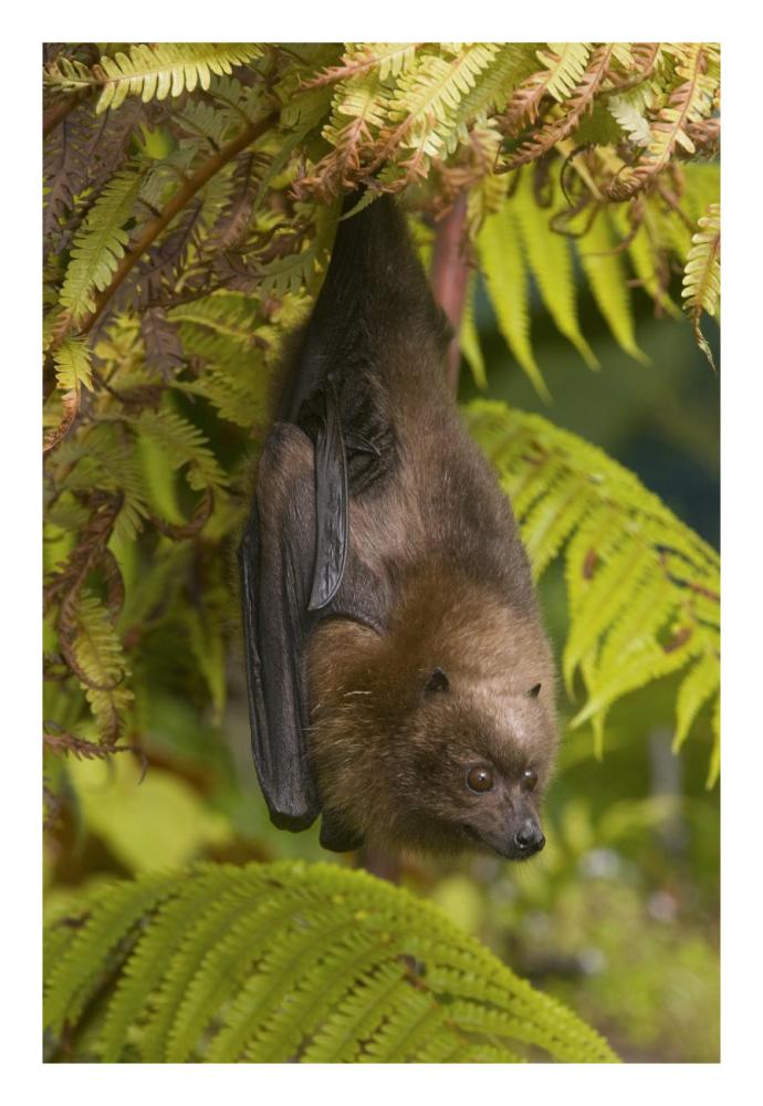 Rodrigues Flying Fox Roosting, Michigan-Paper Art-18X26