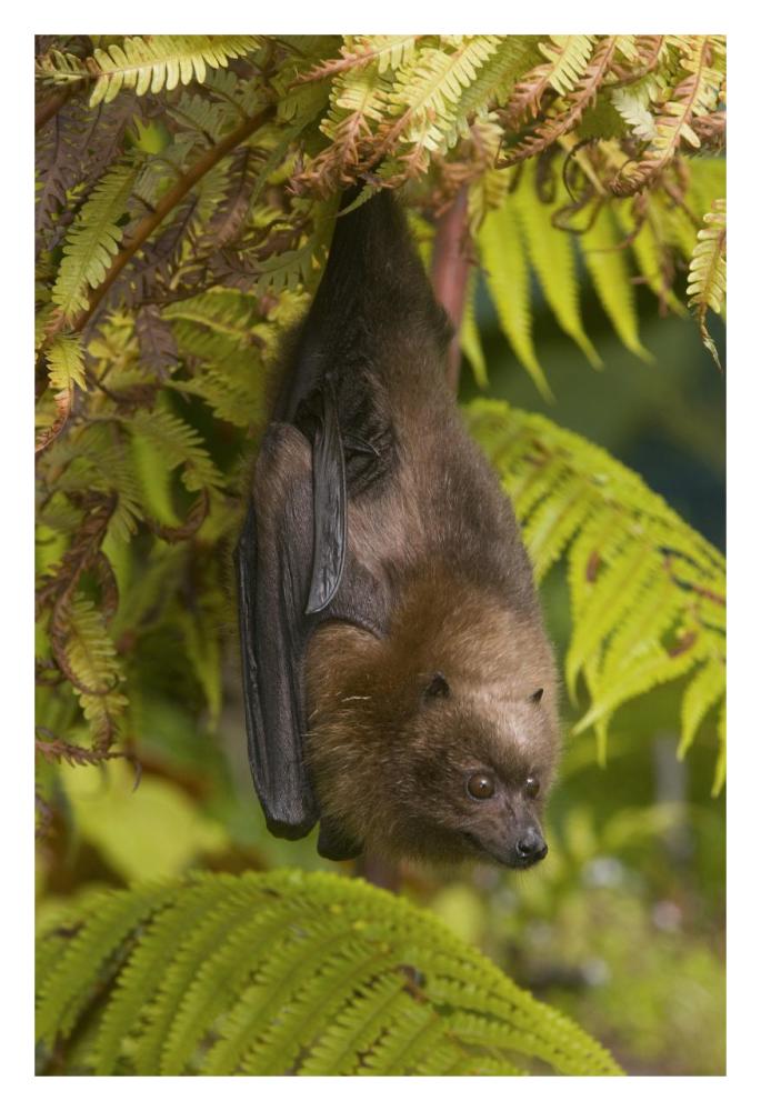 Rodrigues Flying Fox Roosting, Michigan-Paper Art-22X32