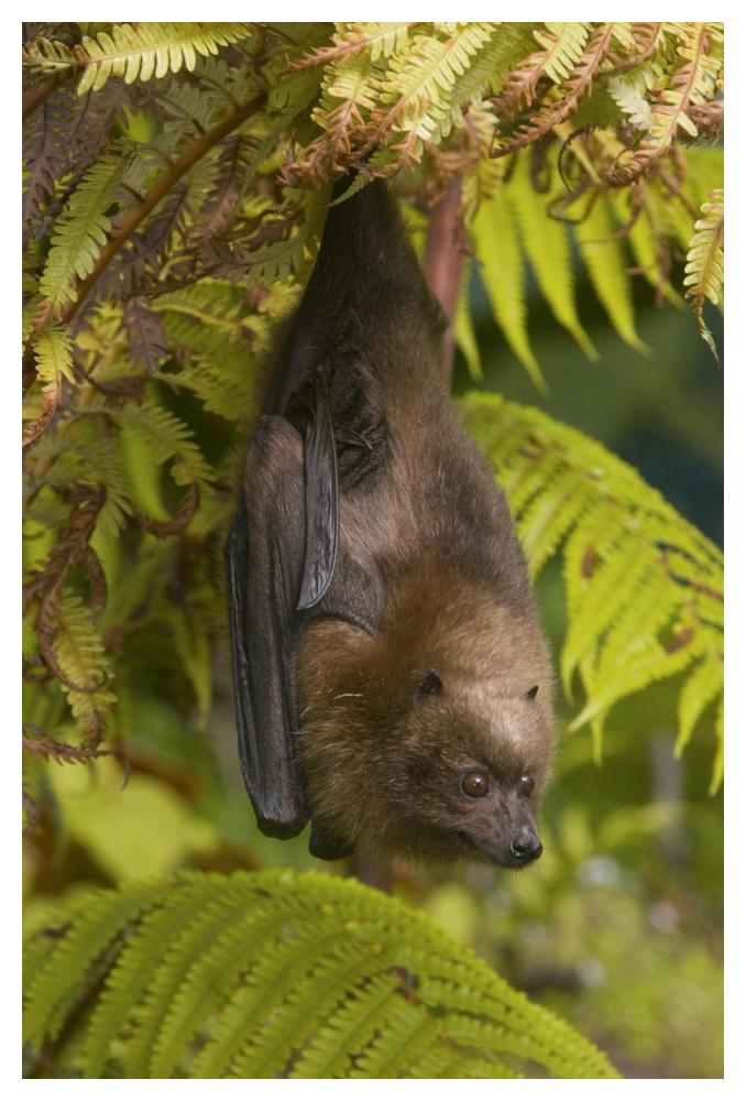Rodrigues Flying Fox Roosting, Michigan-Paper Art-34X50