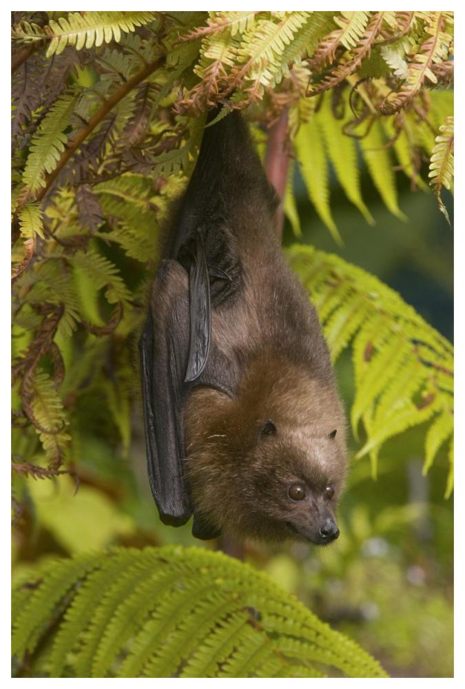 Rodrigues Flying Fox Roosting, Michigan-Paper Art-42X62