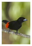 Scarlet-Rumped Tanager Male, Costa Rica-Paper Art-18X26