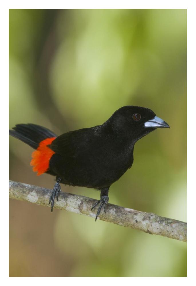 Scarlet-Rumped Tanager Male, Costa Rica-Paper Art-22X32