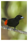 Scarlet-Rumped Tanager Male, Costa Rica-Paper Art-26X38