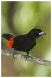 Scarlet-Rumped Tanager Male, Costa Rica-Paper Art-42X62
