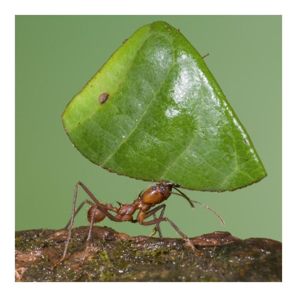 Leafcutter Ant Carrying Leaf, Costa Rica-Paper Art-20X20