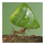 Leafcutter Ant Carrying Leaf, Costa Rica-Paper Art-20X20