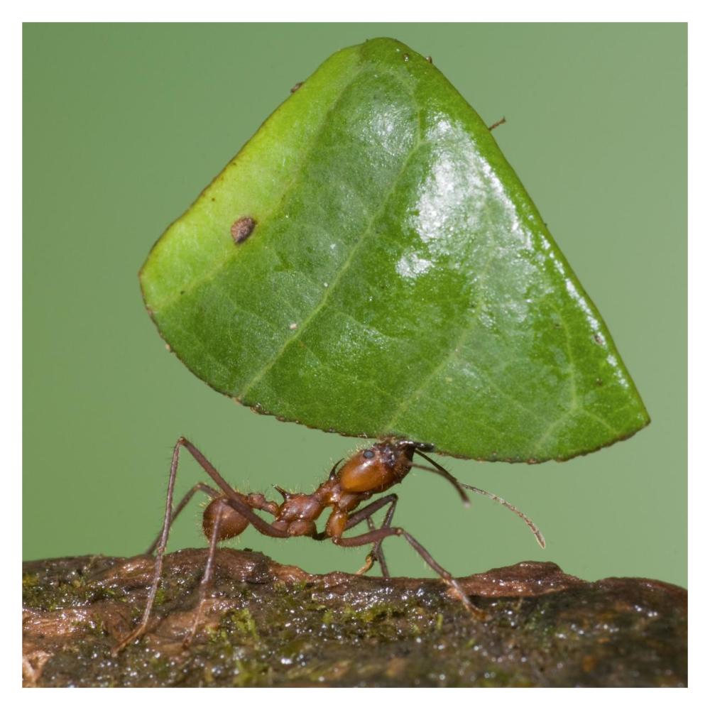 Leafcutter Ant Carrying Leaf, Costa Rica-Paper Art-32X32