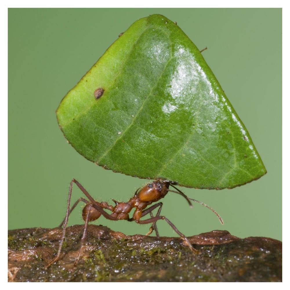 Leafcutter Ant Carrying Leaf, Costa Rica-Paper Art-38X38