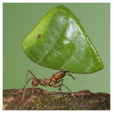 Leafcutter Ant Carrying Leaf, Costa Rica-Paper Art-42X42