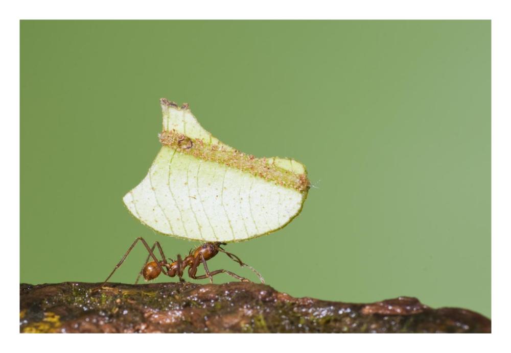 Leafcutter Ant Carrying Leaf, Costa Rica-Paper Art-26X18