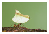 Leafcutter Ant Carrying Leaf, Costa Rica-Paper Art-26X18