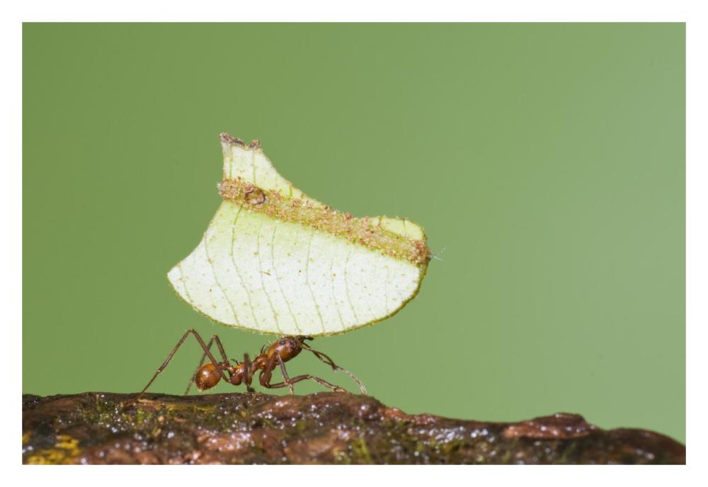 Leafcutter Ant Carrying Leaf, Costa Rica-Paper Art-32X22