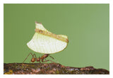 Leafcutter Ant Carrying Leaf, Costa Rica-Paper Art-32X22
