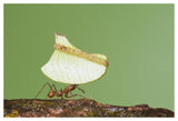 Leafcutter Ant Carrying Leaf, Costa Rica-Paper Art-50X34