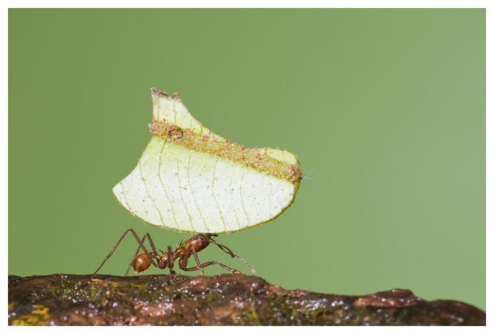Leafcutter Ant Carrying Leaf, Costa Rica-Paper Art-62X42