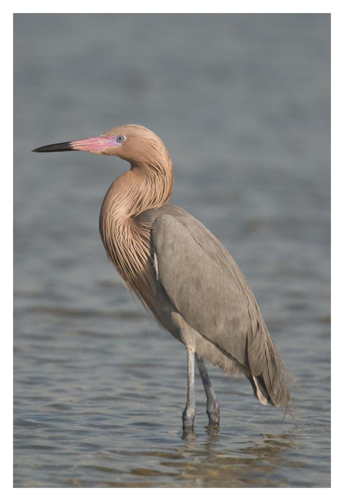Reddish Egret, Fort Desoto Park, Florida-Paper Art-14X20