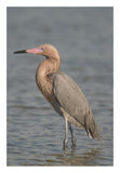 Reddish Egret, Fort Desoto Park, Florida-Paper Art-18X26