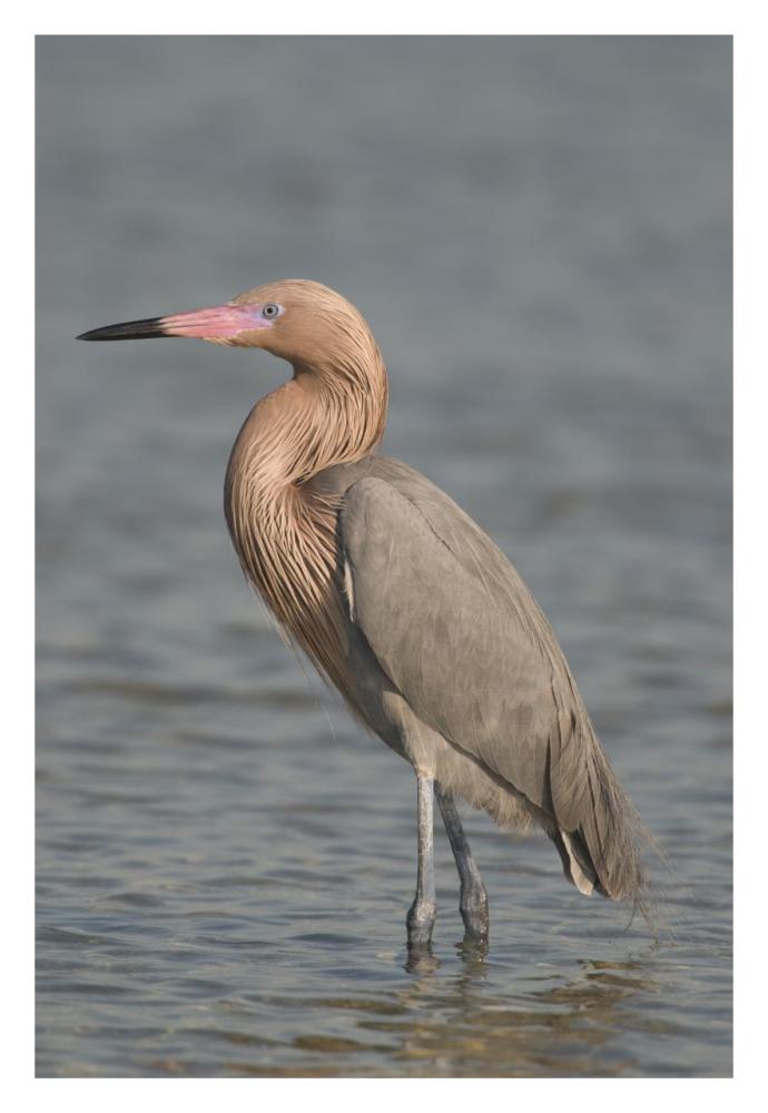 Reddish Egret, Fort Desoto Park, Florida-Paper Art-22X32