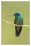 Green Violet-Ear Hummingbird, Costa Rica-Paper Art-14X20