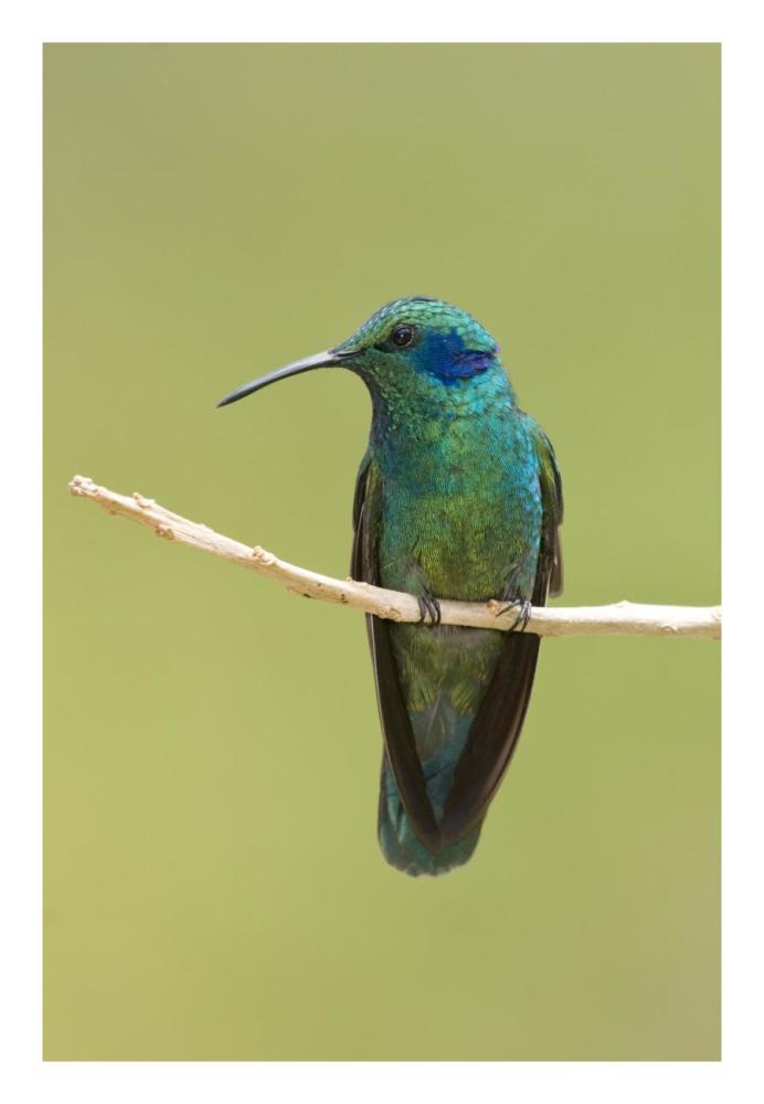 Green Violet-Ear Hummingbird, Costa Rica-Paper Art-18X26