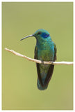 Green Violet-Ear Hummingbird, Costa Rica-Paper Art-42X62